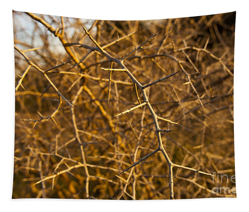 Macro Tapestry featuring the photograph Thorn Bush by THP Creative