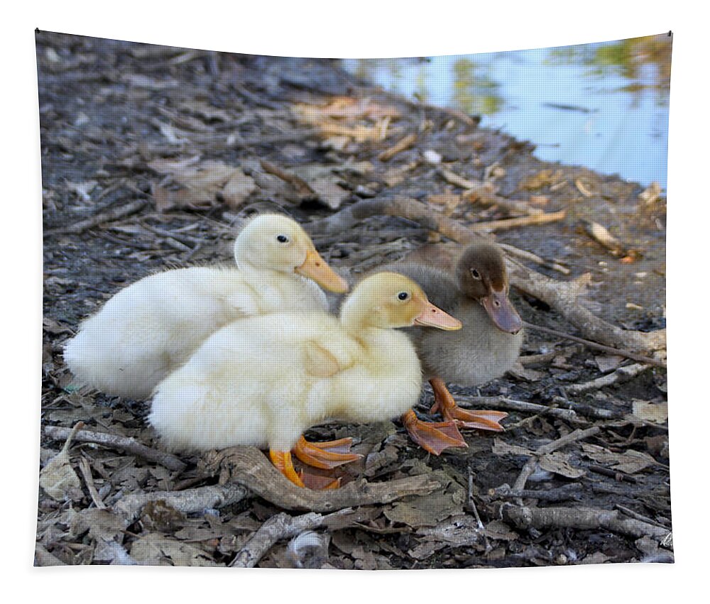 Baby Tapestry featuring the photograph Three Baby Ducks by Diana Haronis