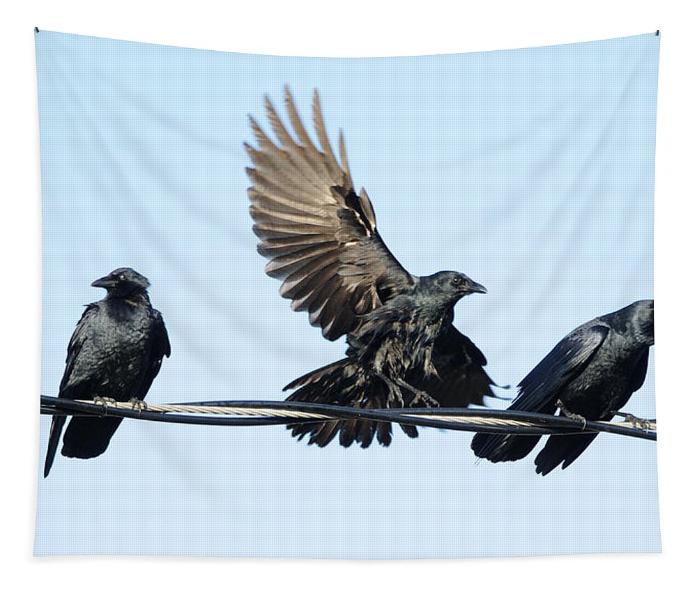 Crow Tapestry featuring the photograph Three Crows on a Wire. by Bradford Martin