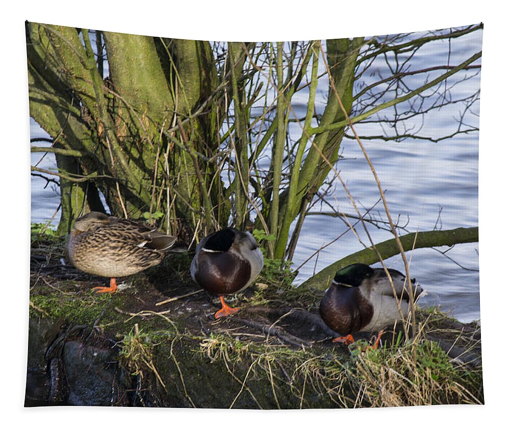  Duck Tapestry featuring the photograph Three In A Row by Spikey Mouse Photography