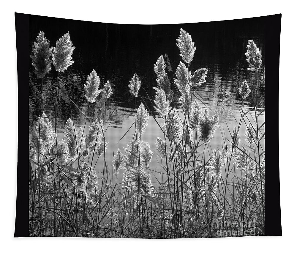 Pampas Grass Tapestry featuring the photograph Till Next Year by Ann Horn