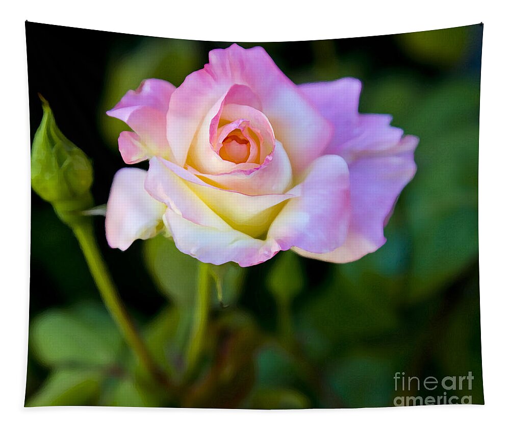 Rose Tapestry featuring the photograph Rose-Touch me softly by David Millenheft