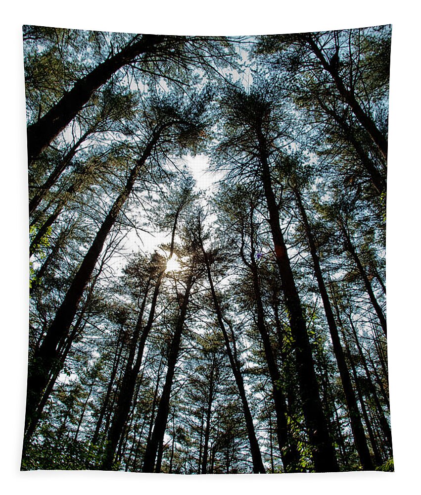 Trees Tapestry featuring the photograph Towering by Karol Livote