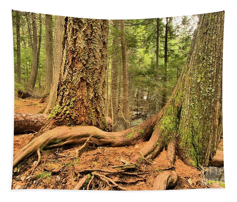Trail Of The Cedars Tapestry featuring the photograph Trail Of The Cedars by Adam Jewell
