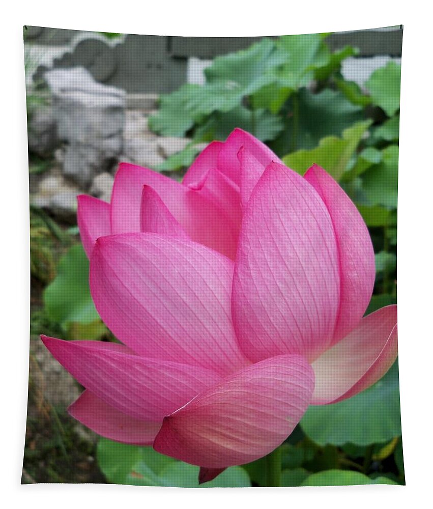 Flower Macro Tapestry featuring the photograph Tranquil Lotus by Lingfai Leung