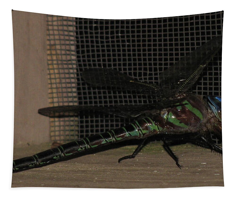 Dragonfly Tapestry featuring the photograph Trapped by Donna Brown