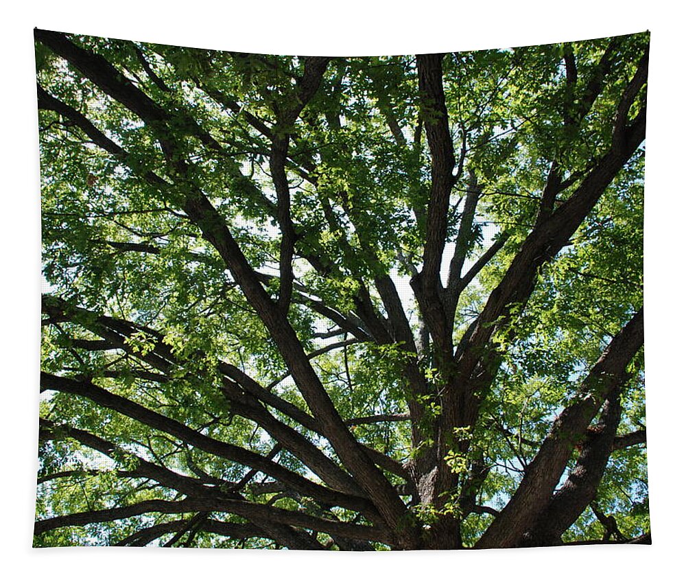 Tree Tapestry featuring the photograph Tree Canopy by Kenny Glover