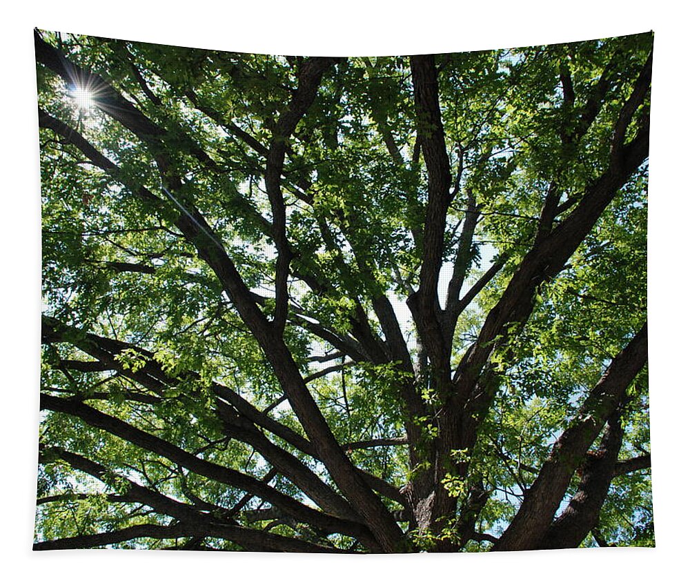 Tree Tapestry featuring the photograph Tree Canopy Sunburst by Kenny Glover