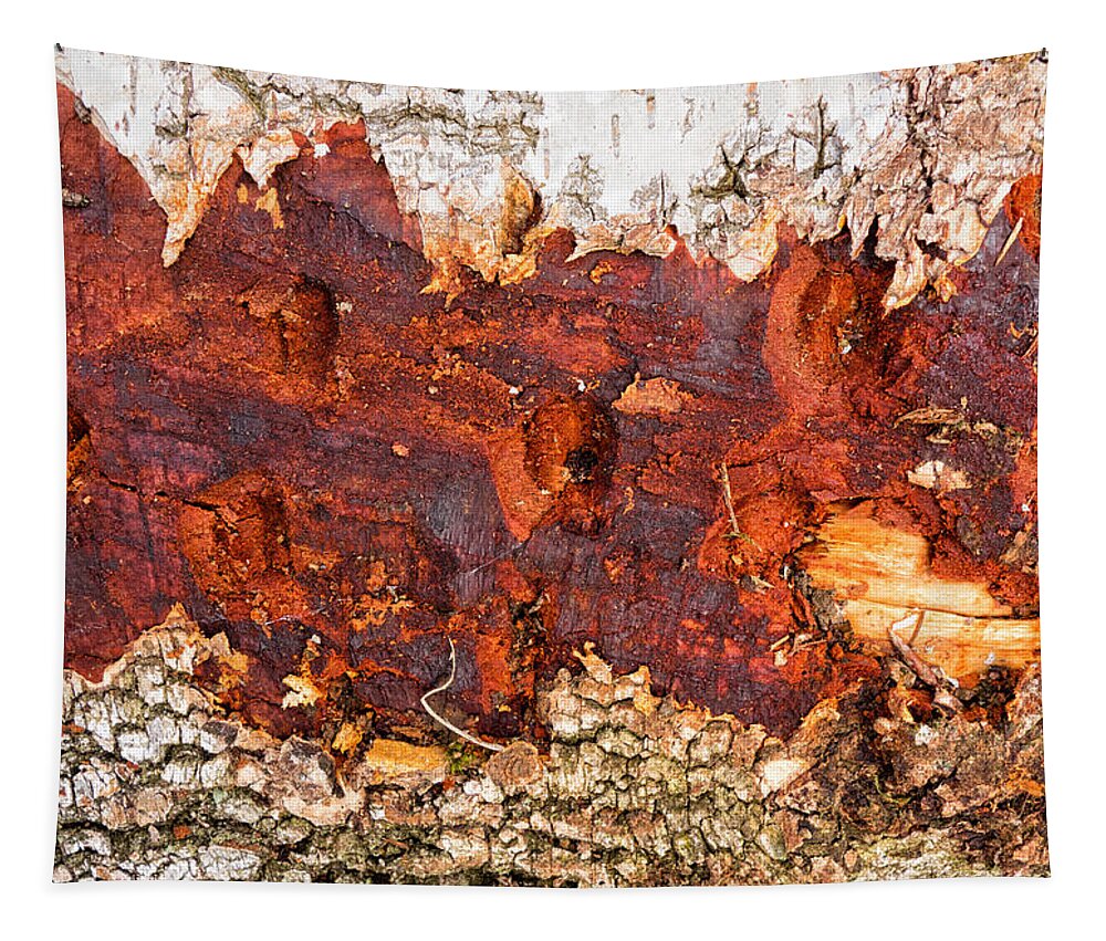 Wood Tapestry featuring the photograph Tree closeup - wood texture by Matthias Hauser