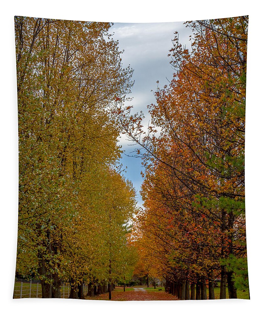 Path Tapestry featuring the photograph Tree Lines Path in Fall by Ron Pate