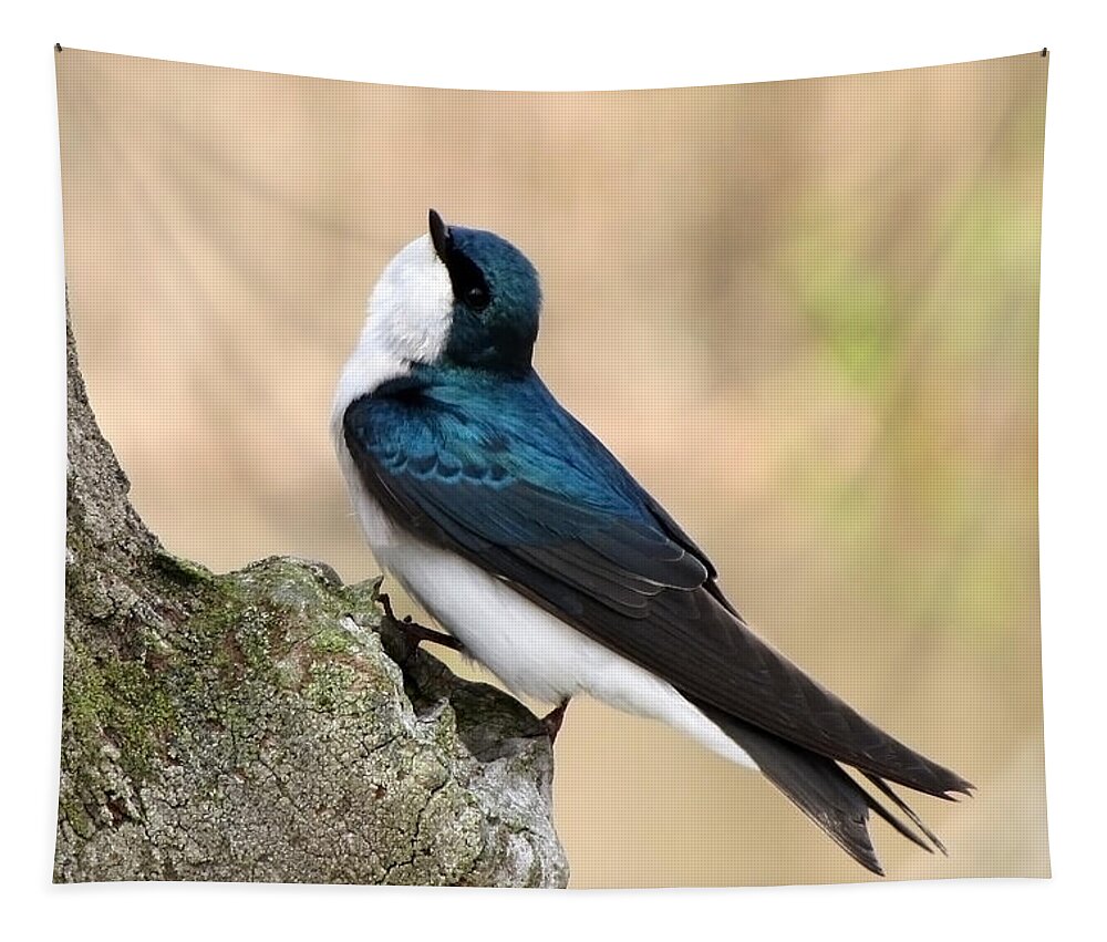 Tree Swallow. Swallow Tapestry featuring the photograph Tree Swallow by Ann Bridges