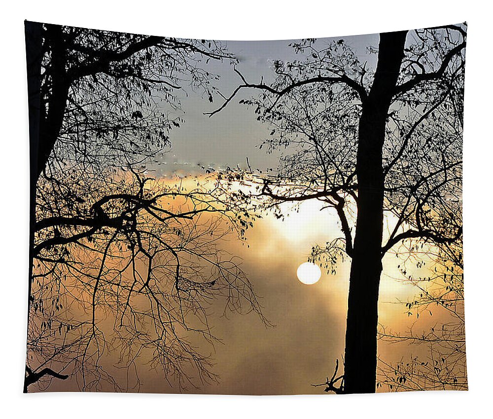 Trees Tapestry featuring the photograph Trees on Misty Morning by Phyllis Meinke