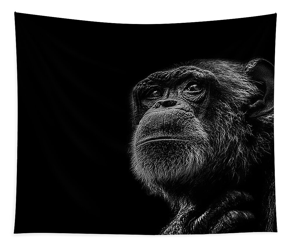 Chimpanzee Ape Portrait Low Key Wildlife Nature Tapestry featuring the photograph Trepidation by Paul Neville