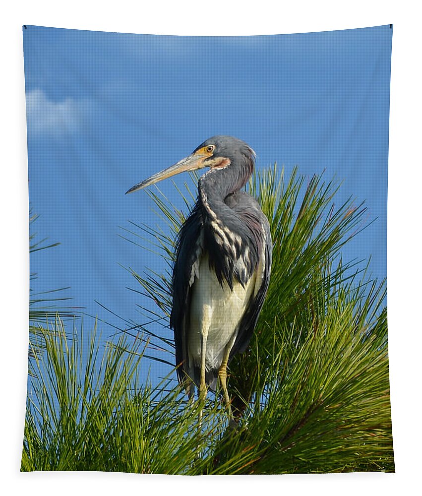Heron Tapestry featuring the photograph Tri Colored Heron In A Carolina Pine by Kathy Baccari