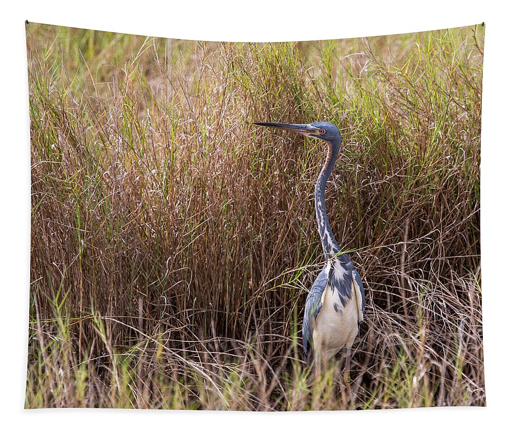 Tricolored Heron Tapestry featuring the photograph Tricolored Heron Peeping Over the Rushes by John M Bailey