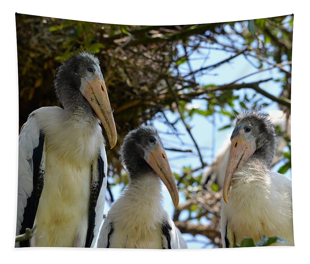 Family Tapestry featuring the photograph Triplet Wood Stork Nestlings by Richard Bryce and Family