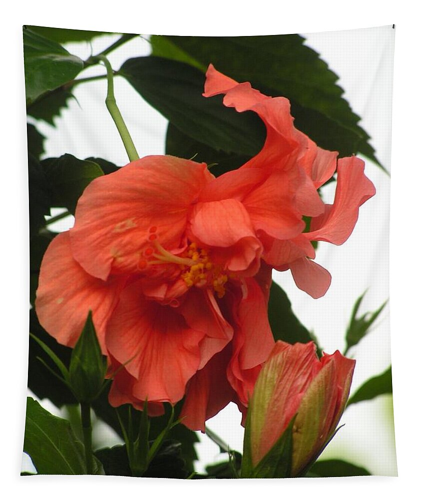 Hibiscus Tapestry featuring the photograph Tropical ruffles by Annika Farmer