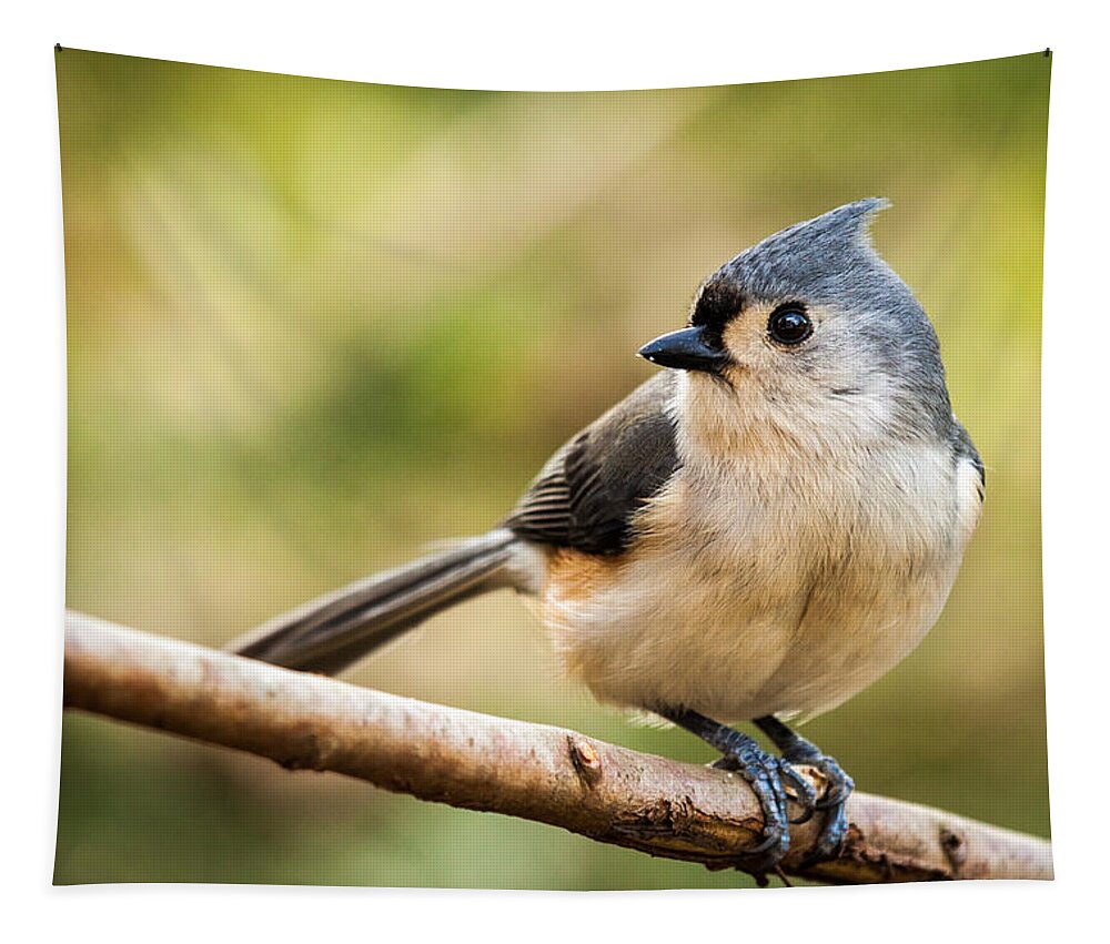 Eye Tapestry featuring the photograph Tufted Titmouse perched on a branch by Mihai Andritoiu