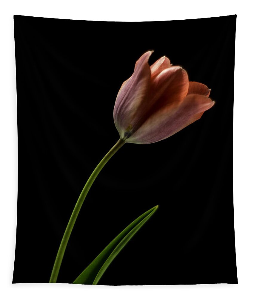 Still Life Tapestry featuring the photograph Tulip in quiet Light by Ron Roberts