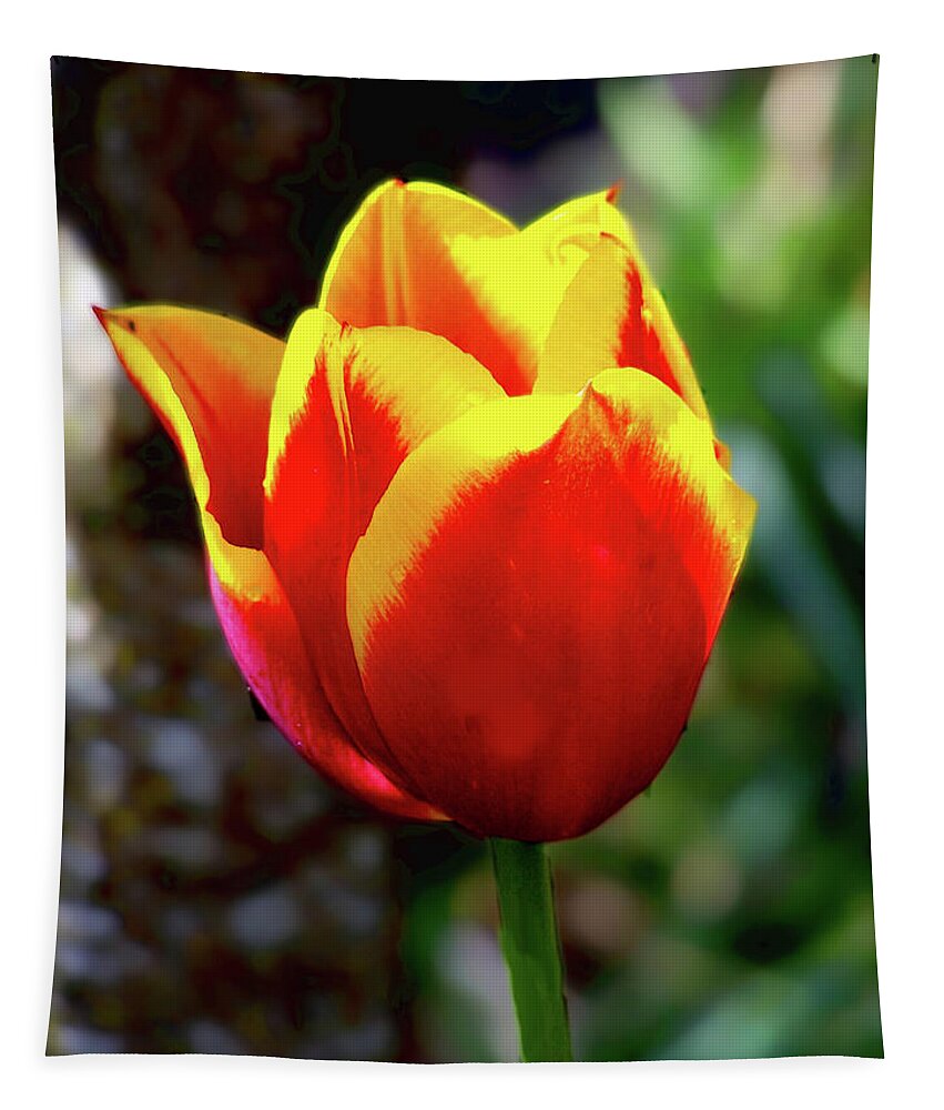 Tulip Tapestry featuring the photograph Tulip by Ron Roberts