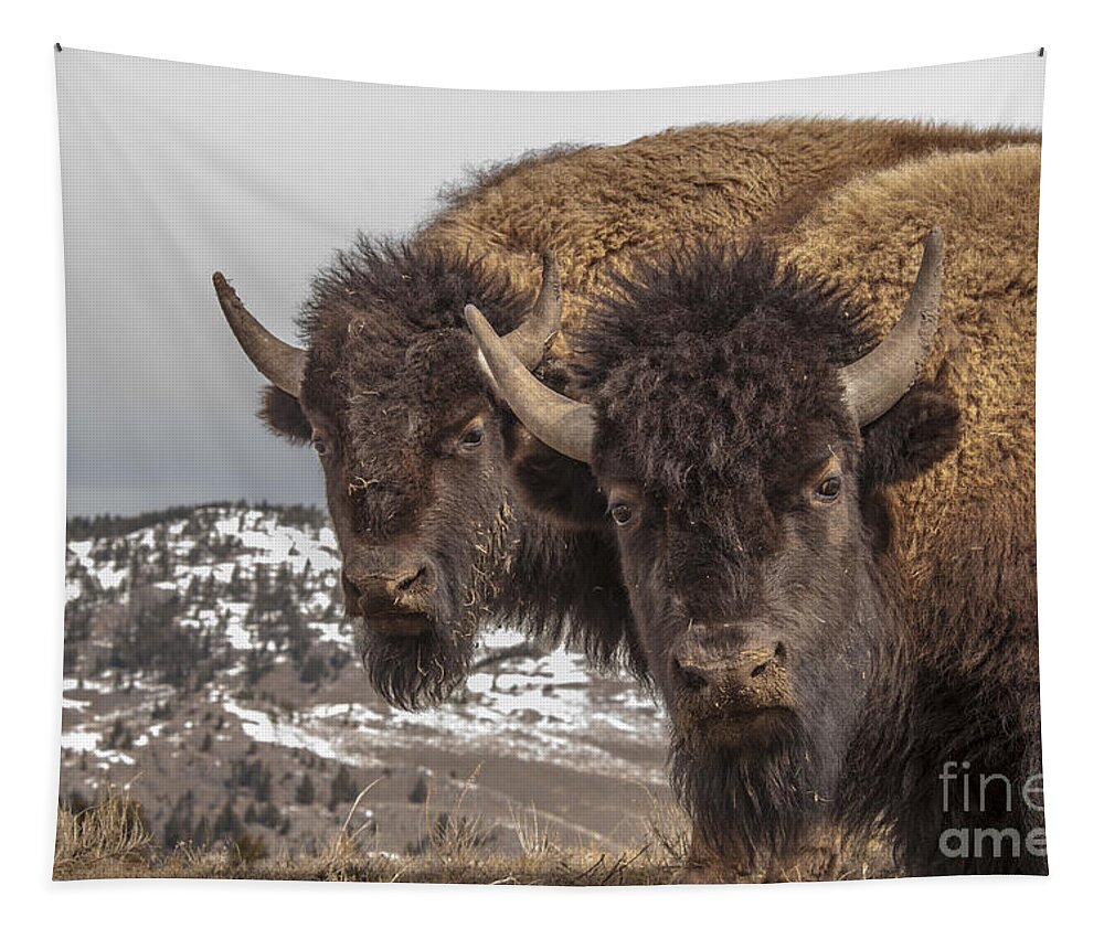 Bison Tapestry featuring the photograph Two Bison by Gary Beeler