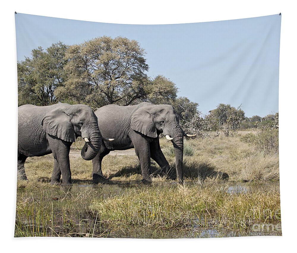 African Elephant Tapestry featuring the photograph Two bull African Elephants - Okavango Delta by Liz Leyden