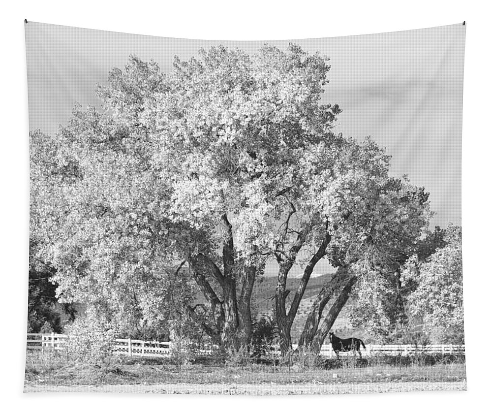 Horse Tapestry featuring the photograph Two Country Horses Autumn View in Black and White by James BO Insogna