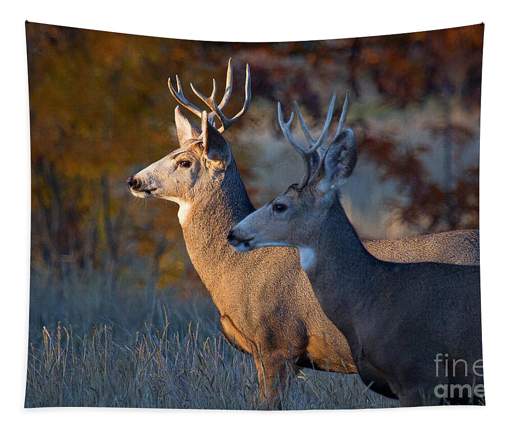 Mule Deer Buck; Two Deer Tapestry featuring the photograph Two Faces West by Jim Garrison