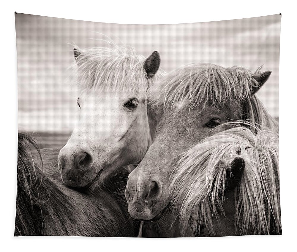 Horses Tapestry featuring the photograph Two icelandic horses sepia photo by Matthias Hauser