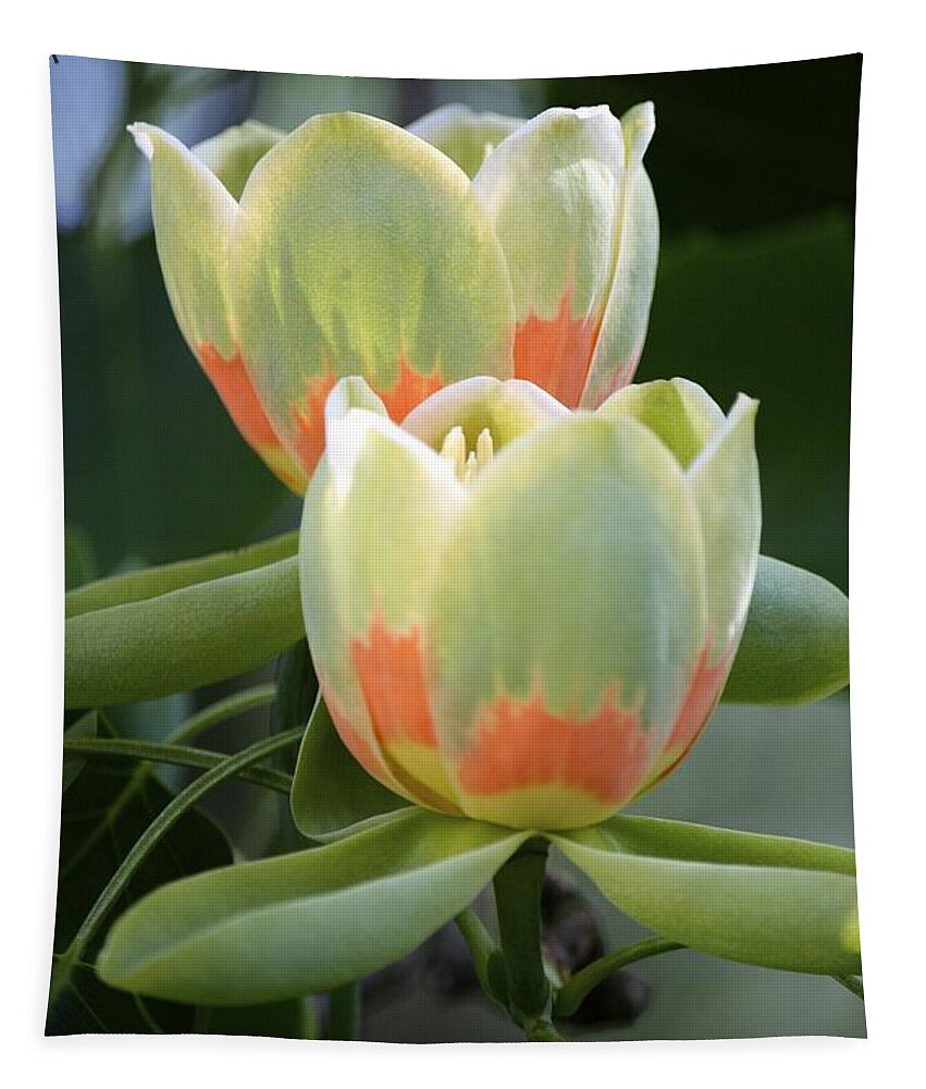 Tulip Tree Tapestry featuring the photograph Two tulips by Jim Gillen