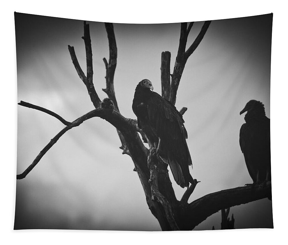 Florida Tapestry featuring the photograph Two Vultures by Bradley R Youngberg