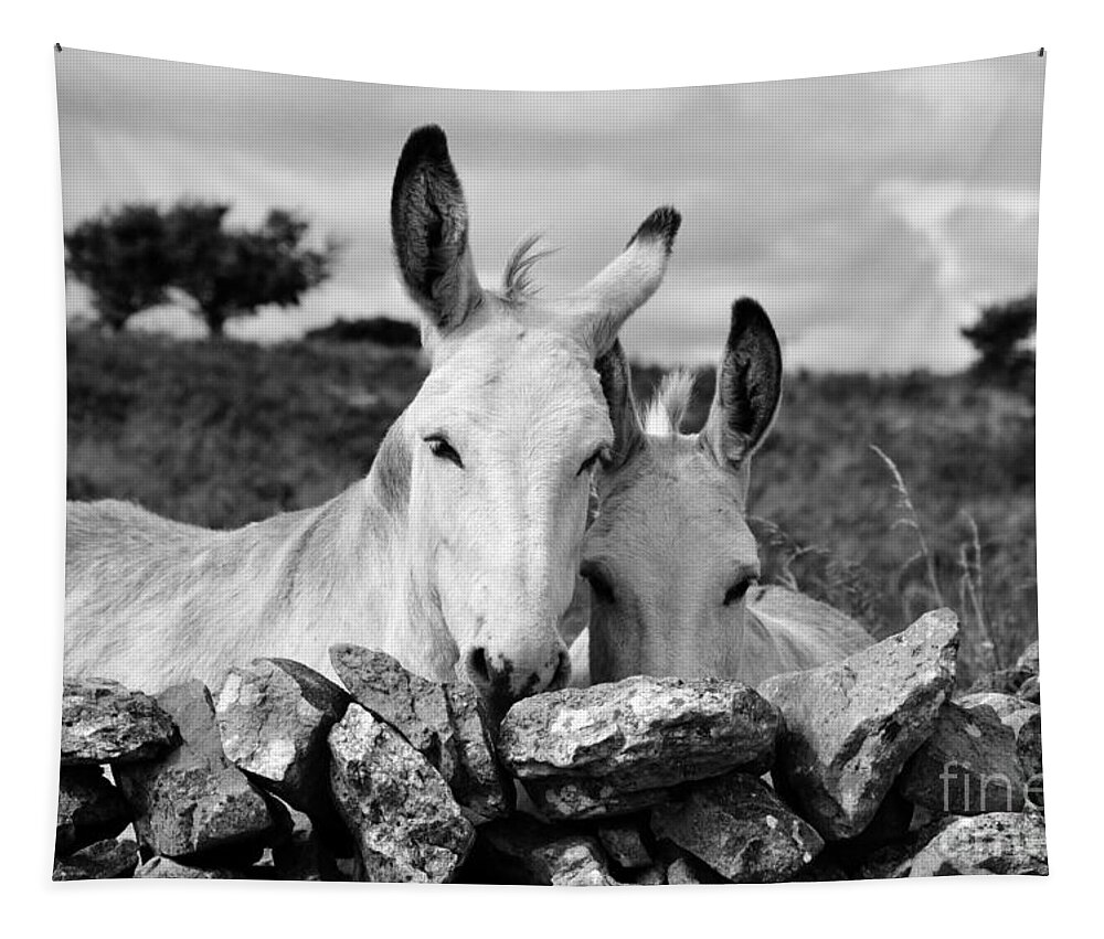 Donkey Tapestry featuring the photograph Two white Irish donkeys by RicardMN Photography