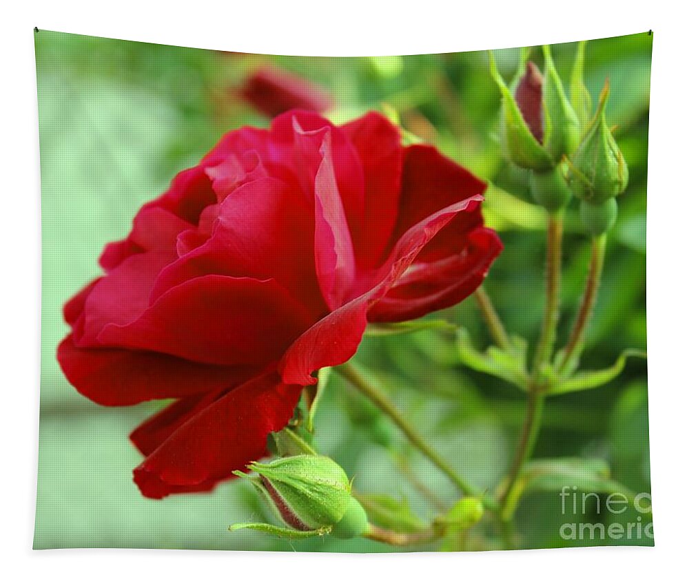 Rose.roses Tapestry featuring the photograph Velvet Red Rose by Judy Palkimas