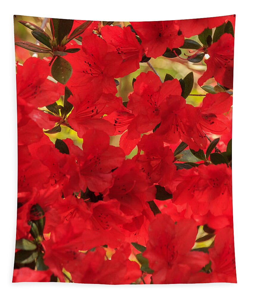 Flower Tapestry featuring the photograph Vibrant Azalea by Patricia Schaefer