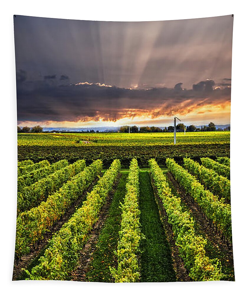 Vineyard Tapestry featuring the photograph Vineyard and sunset sky by Elena Elisseeva
