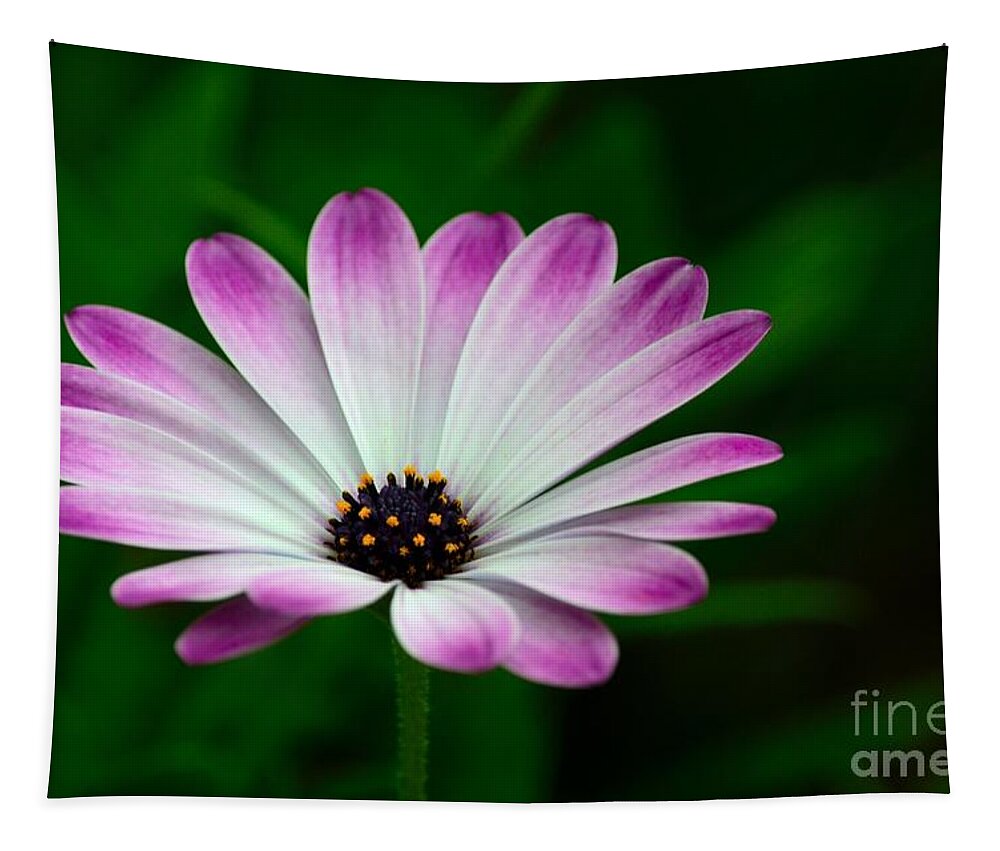 Bloom Tapestry featuring the photograph Violet and white flower petals with yellow stamens blossoms by Imran Ahmed