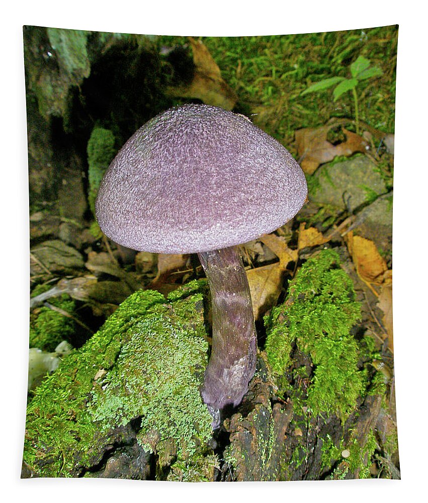 Mushroom Tapestry featuring the photograph Violet Cortinarious -Cortinarious violaceus Mushroom on Mossy Log by Carol Senske