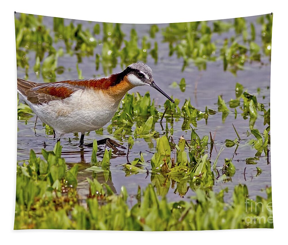Wading Beauty Tapestry featuring the photograph Wading Beauty by Gary Holmes