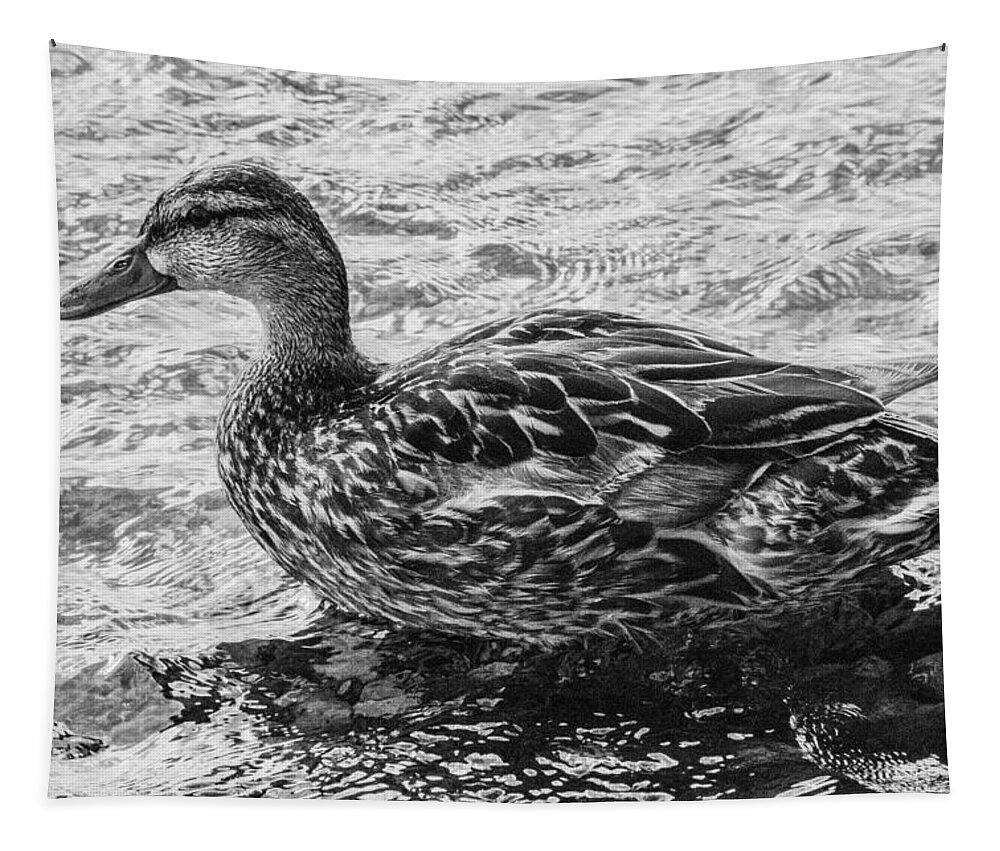 Black And White Tapestry featuring the photograph Wading Female Mallard by Allan Morrison