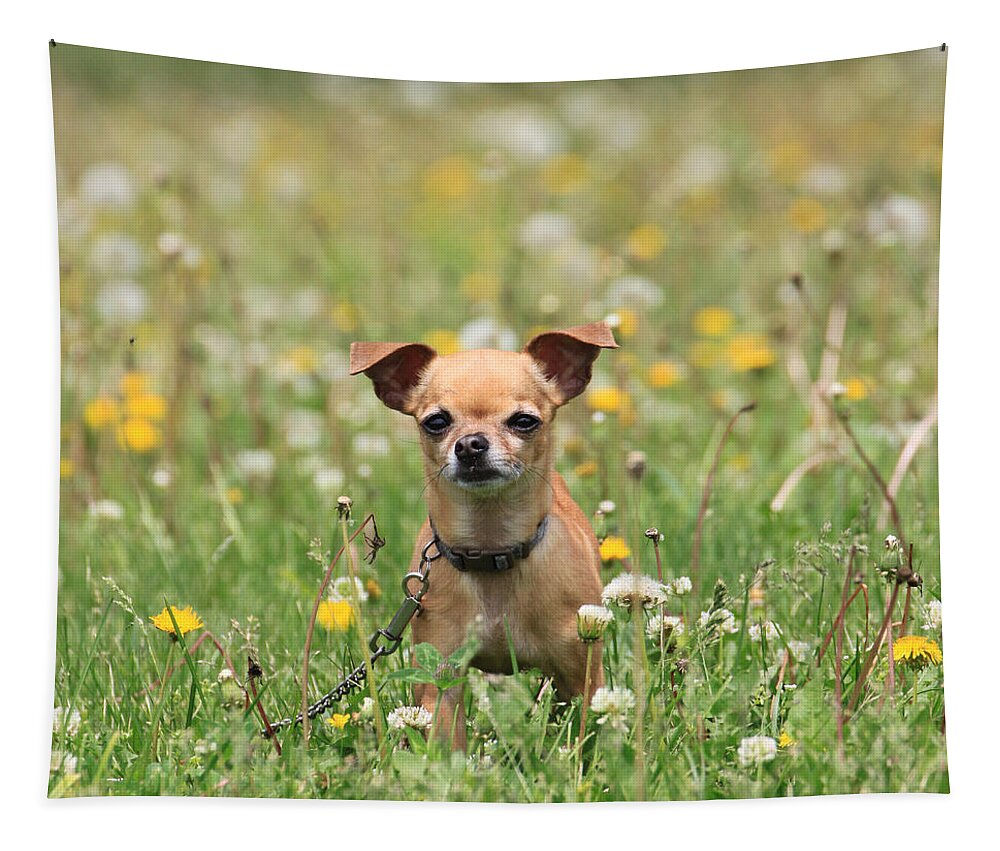 Dog Tapestry featuring the photograph Wading through the Weeds by J Laughlin