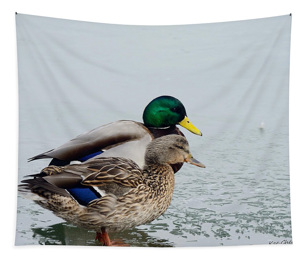 Mallards Tapestry featuring the photograph Waiting out the Rain by Kae Cheatham