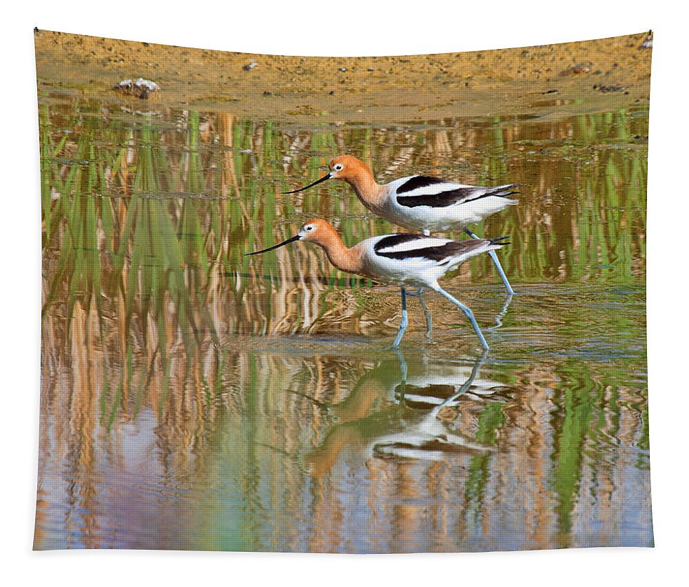 Avocet Photograph Tapestry featuring the photograph Walking my Baby Back Home by Jim Garrison