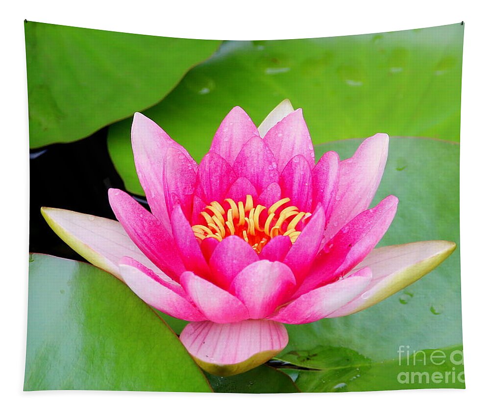 Blossom Tapestry featuring the photograph Water lily by Amanda Mohler