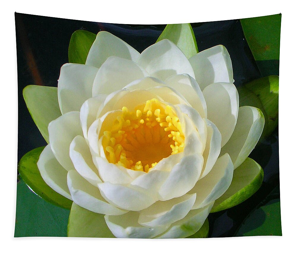 Flowers Tapestry featuring the photograph Water Lily by Guy Whiteley