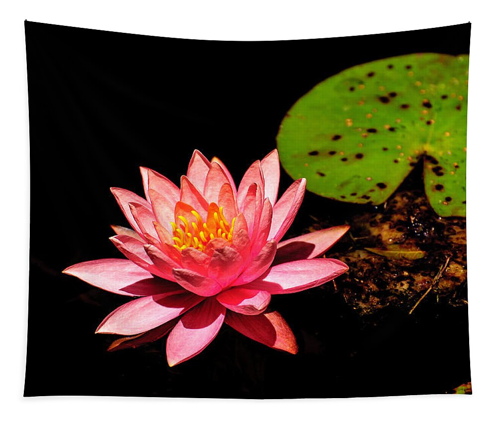 Water Lily Tapestry featuring the photograph Water Lily by John Johnson