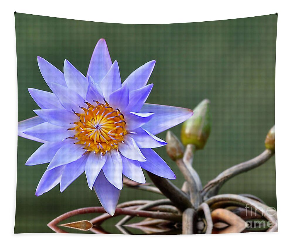Flowers Tapestry featuring the photograph Water Lily Reflections by Kathy Baccari