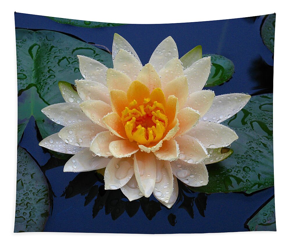 Waterlily Tapestry featuring the photograph Waterlily After a Shower by Raymond Salani III