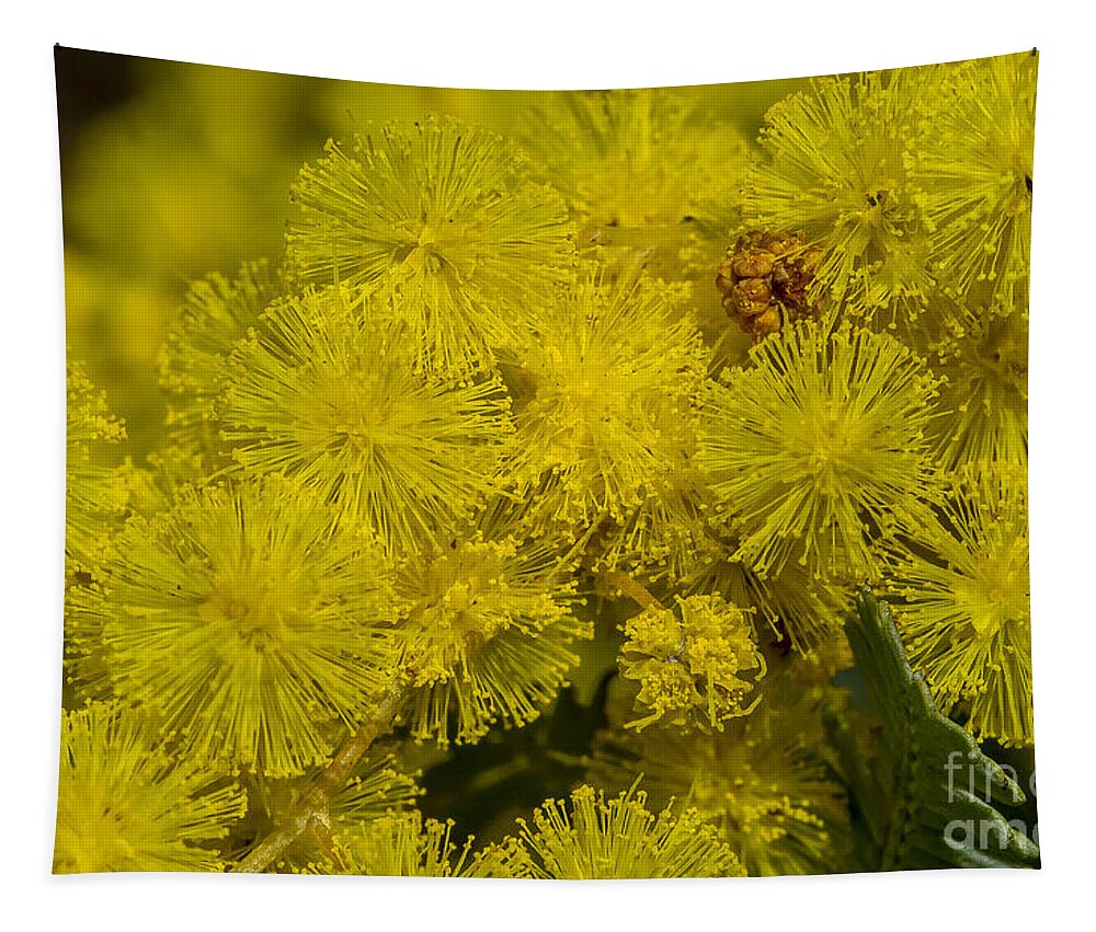 Australia Tapestry featuring the photograph Wattle by Steven Ralser