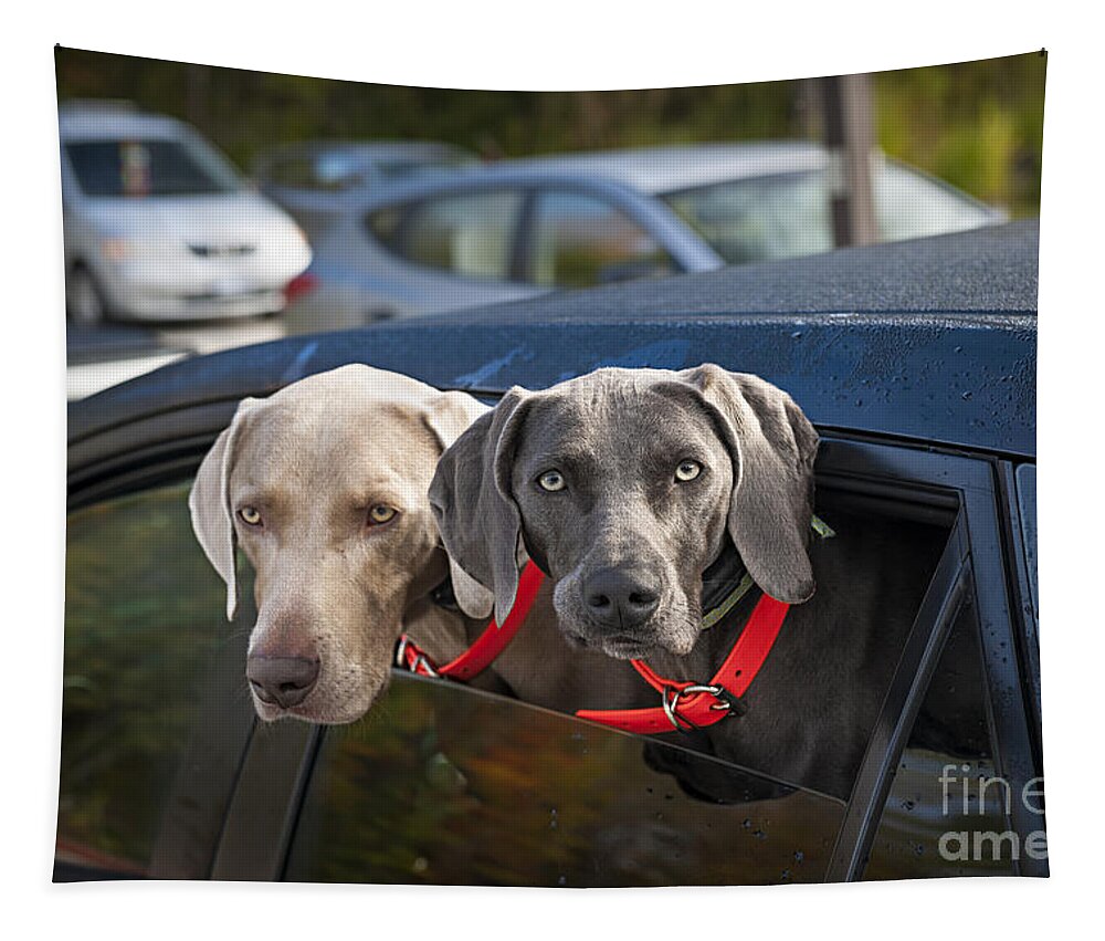Dogs Tapestry featuring the photograph Weimaraner dogs in car by Elena Elisseeva
