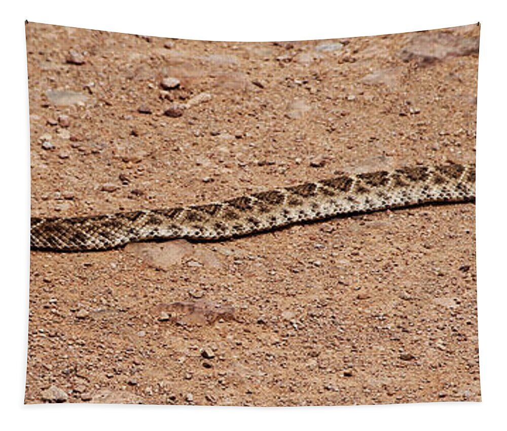 Western Diamondback Rattle Snake Tapestry featuring the photograph Western Diamondback Rattle Snake by Tom Janca